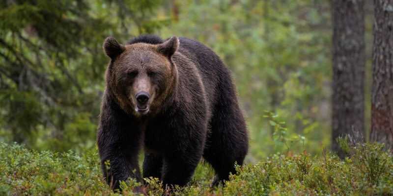 В Татарстане стартует учет бурого медведя перед открытием охоты